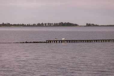Hollanda 'da Hindeloopen' de bir sahilde dalgakıran denize giriyor..
