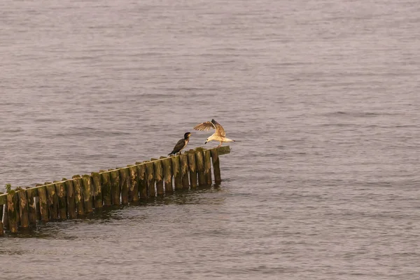 荷兰欣德尔沃茨 一只长着伸展翅膀和科洛曼人的海鸥坐在木制防波堤上 — 图库照片