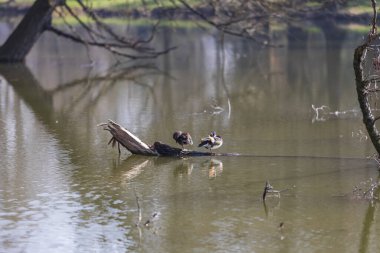 Göletin ortasındaki bir ağaç gövdesinde oturan iki ördek..