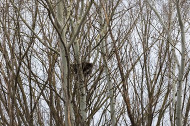  Ağaçların tepesinde büyük bir yuva.