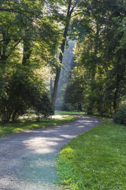 Ağaçların ve güneş ışığının ağaçların arasından parladığı bir parktaki patika..