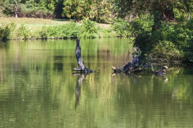 Gölet ve ağaçlar güneşli bir havada devrildi..