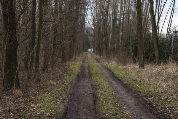 Chemin Terre Dans Forêt Bout Route Vous Pouvez Voir Chalet — Photo
