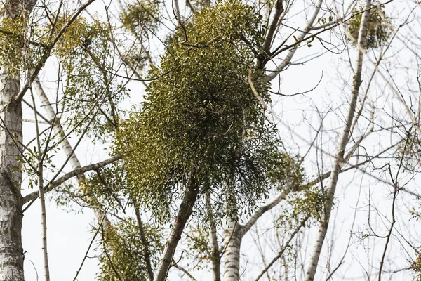 Mistletoe Parasite Tree Water Tree Reflected Water — Stock Photo, Image