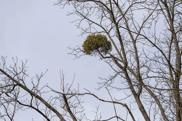 Mistletoe Como Parasita Uma Árvore Junto Água Árvore Refletida Água — Fotografia de Stock