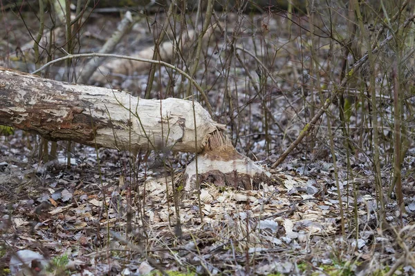 Árboles Mordidos Destruidos Por Castor Fibra Ricino — Foto de Stock