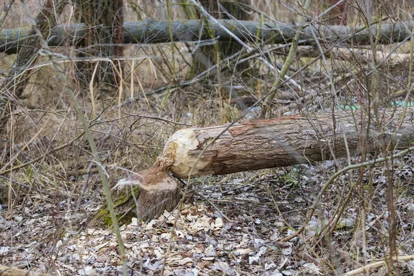 Stromy Pokousané Zničené Bobrem Castor Fiber — Stock fotografie