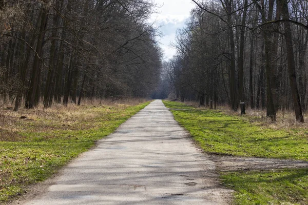 Asfalt Drum Prin Pădure Pentru Bicicliști Există Copaci Laturi Cer — Fotografie, imagine de stoc