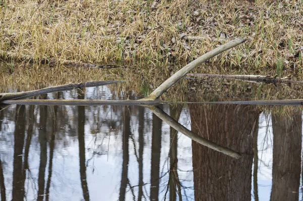 Naturreservat Skogsområde Vid Flodslätten — Stockfoto