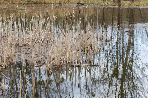 Reed Jezírku Který Odráží Vodě — Stock fotografie