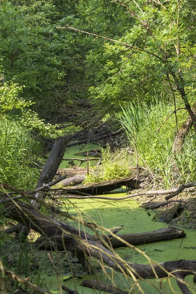 swamp and trees in a forest in the spring