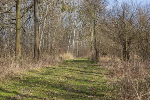 Проходить Через Ліс Через Дерева Тло Блакитне Небо — стокове фото