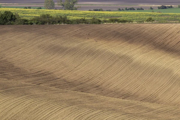 Beautiful rolling landscape of Moravian Tuscany near Mistrin in the Czech Republic. You can see the fields and meadows on which the grain begins to green.