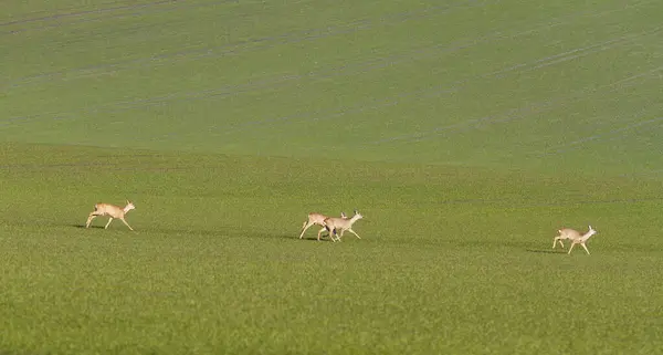 Petits Cerfs Broutant Sur Champ Vert Début Printemps — Photo