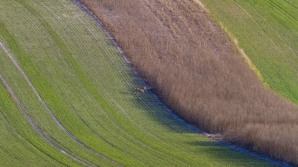 Krajobraz Pól Przygotowany Uprawy — Zdjęcie stockowe