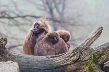 Macaca maymunu bir dalda grup halinde oturuyor..
