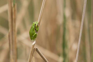 Ağaç kurbağası - Hyla arborea - yeşil kurbağa kuru çimenlerin üzerinde toplanmış duruyor. Fotoğrafta güzel bokeh var..
