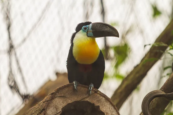 Ramphastos Toco Seekor Burung Toucan Besar Burung Hitam Yang Duduk — Stok Foto