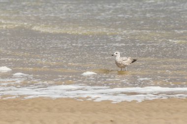 Martı - Hollanda 'nın Vlissingen şehrinde Larus marinus denizde duruyor.