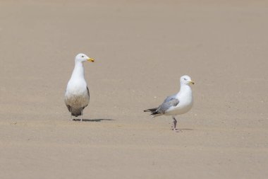 Martı - Larus marinus Vlissingen, Hollanda sahilinde yürüyor.