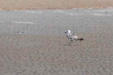 Martı - Larus marinus Vlissingen, Hollanda sahilinde yürüyor.