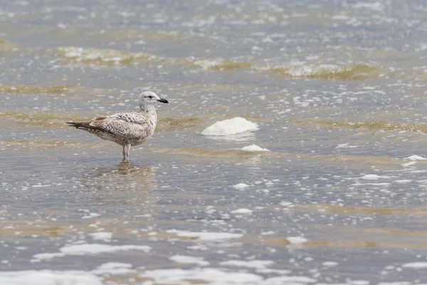 Gaivota Larus Marinus Fica Mar Cidade Vlissingen Holanda — Fotografia de Stock