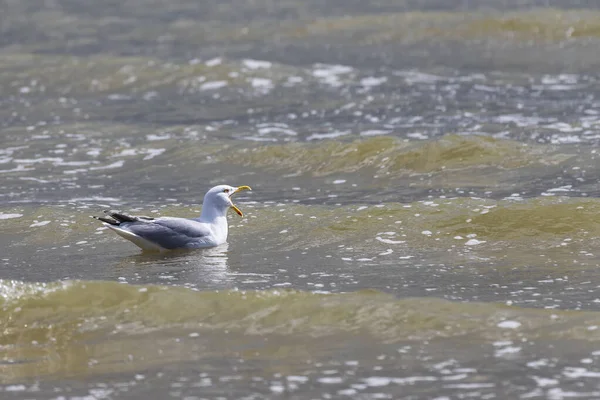 Martı Larus Marinus Vlissingen Hollanda Denizde Yüzer Açık Bir Gagası — Stok fotoğraf