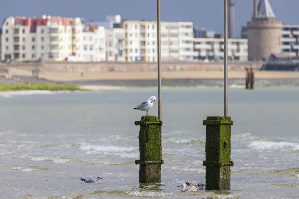 Seagull Larus Marinus Sitter Betongpelare Havet Och Bakgrunden Ligger Stranden — Stockfoto