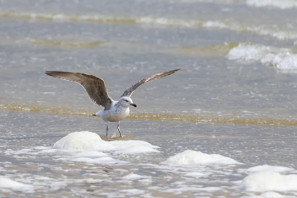 Gaivota Larus Marinus Mar Com Asas Estendidas Vlissingen Holanda — Fotografia de Stock