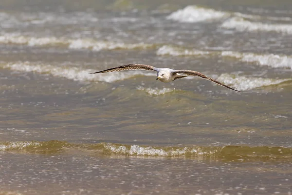 Gaivota Larus Marinus Voa Sobre Mar Com Asas Abertas Vlissingen — Fotografia de Stock