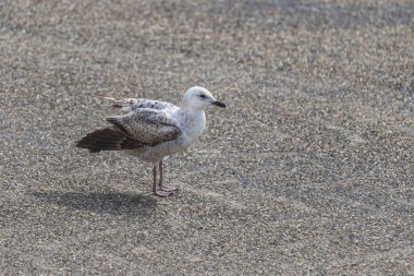 Larus marinus - Yolda duran martı. Vahşi fotoğraf Vlissingen Hollanda.