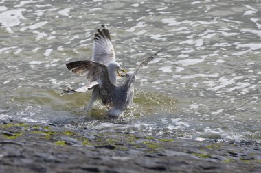Larus marinus martıları havada uçuyor ve diğer martılarla savaşıyor. Gagaları birbirine kenetlenmiş. Vahşi fotoğraf Vlissingen Hollanda.