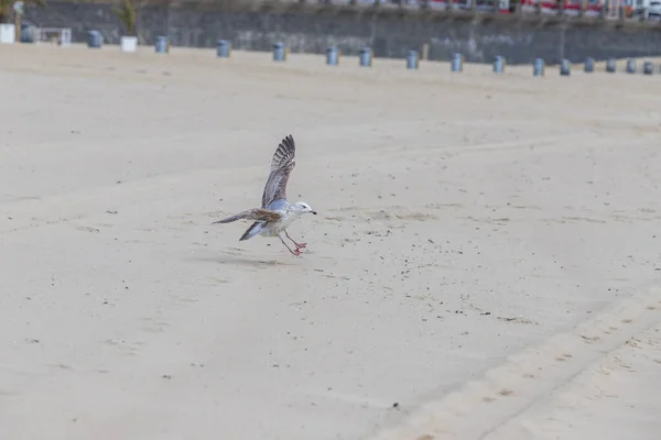 Larus Marinus Une Mouette Atterrit Sur Une Plage Sable Fin — Photo