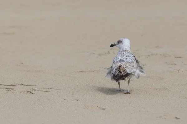 Larus Marinus Une Mouette Longe Une Plage Sable Fin Wild — Photo