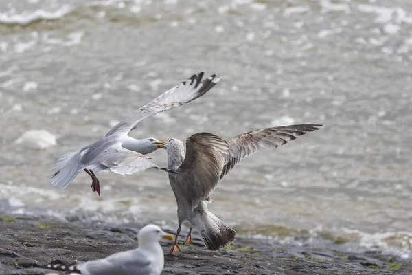 Larus Marinus Gaivotas Voam Lutam Com Outra Gaivota Têm Bicos — Fotografia de Stock