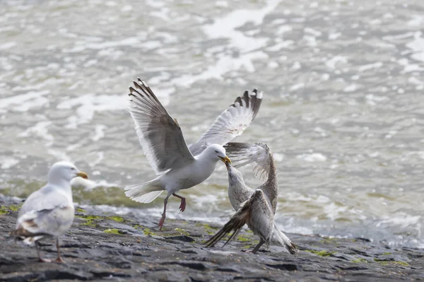 Larus Marinus Pescărușii Zboară Aer Luptă Celălalt Pescăruș Ciocurile Încuiate — Fotografie, imagine de stoc