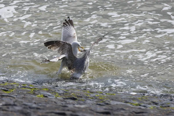 Larus Marinus Fiskmåsarna Luften Och Slåss Med Andra Fiskmåsarna Har — Stockfoto