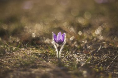 Bahar tarlasında paska çiçekleri