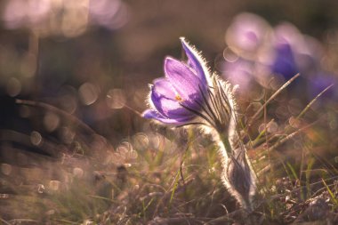 Bahar tarlasında paska çiçekleri