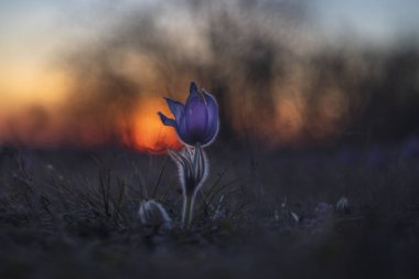 Bahar tarlasında paska çiçekleri