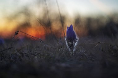 Bahar tarlasında paska çiçekleri