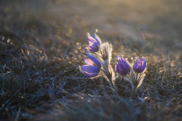 Пасковые Цветы Весеннем Поле — стоковое фото
