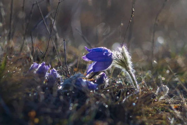 春の野の花々 — ストック写真
