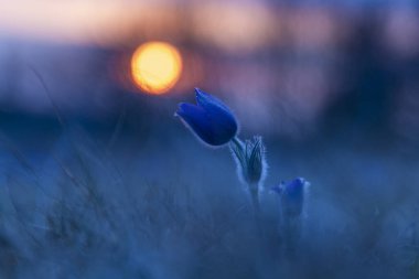 Bahar tarlasında paska çiçekleri