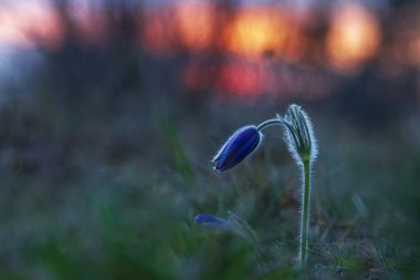 Bahar tarlasında paska çiçekleri