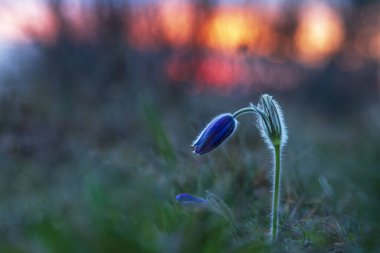 Bahar tarlasında paska çiçekleri