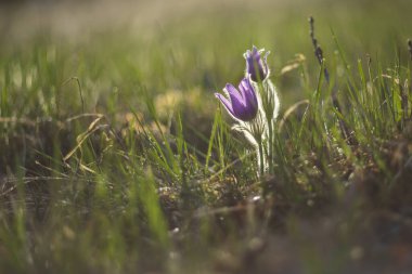 Bahar tarlasında paska çiçekleri