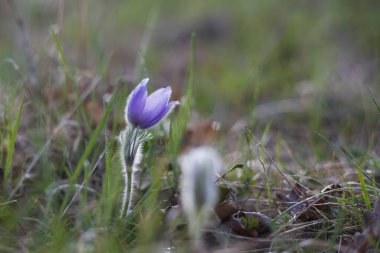 Bahar tarlasında paska çiçekleri