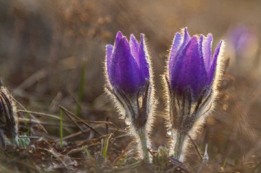 Bahar tarlasında paska çiçekleri