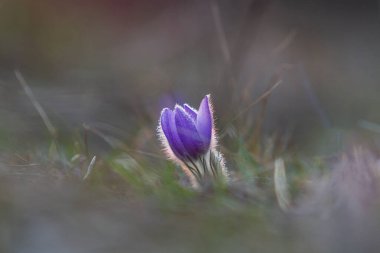Bahar tarlasında paska çiçekleri